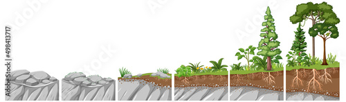Education graphic on pioneer species