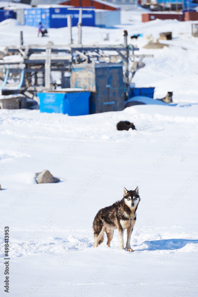 Naklejka premium Sled dogs in city of Ilulissat - Greenland. Sled dog - 7000 sled dogs in the city of Ilulissat, at city with a population of 4500 people, Greenland, Denmark. The month of May.