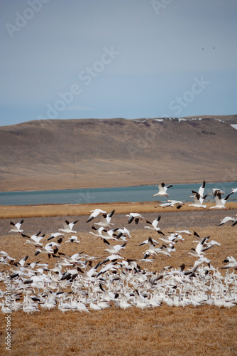 Annual Snow Geese Migration © Brian