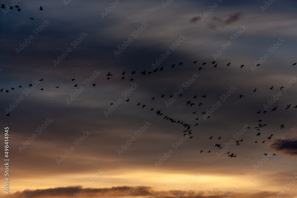 Obraz premium Annual Snow Geese Migration