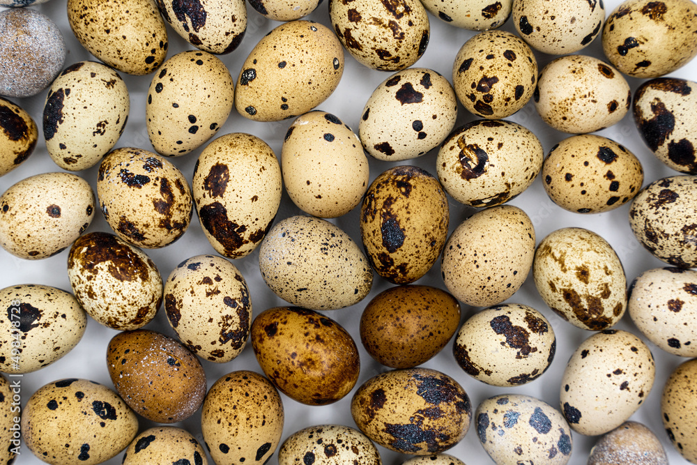 Background from quail eggs. Easter background. Easter quail eggs.