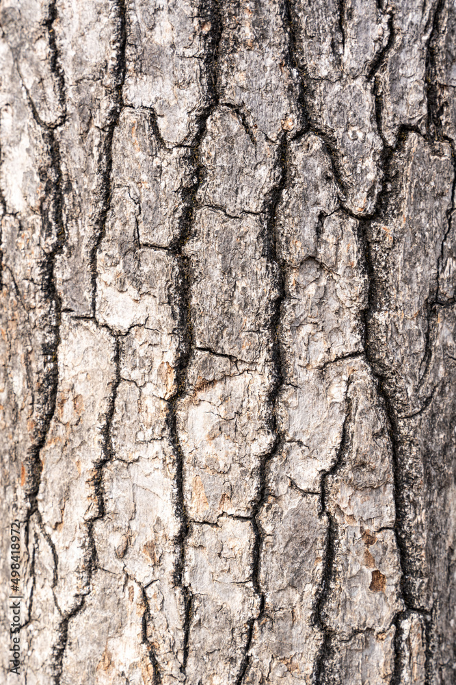 tree bark texture. Close-up of rough wooden leather. Cracked surface of dry log material. tree bark texture. Close-up of rough wooden leather. Cracked surface of dry log material.