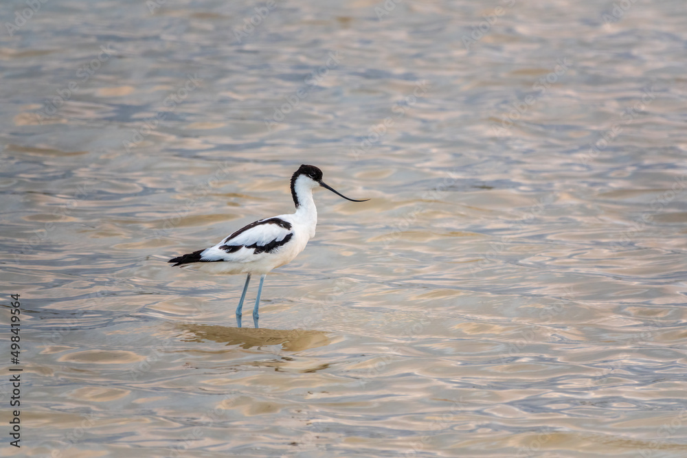 Water bird pied avocet, Recurvirostra avosetta, feeding in the lake. The pied avocet is a large black and white wader with long, upturned beak Water bird pied avocet, Recurvirostra avosetta, feeding in the lake. The pied avocet is a large black and white wader with long, upturned beak