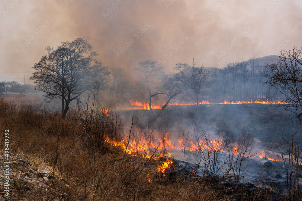 Fototapeta premium This photo shows a forest fire in Russia. The forest is on fire