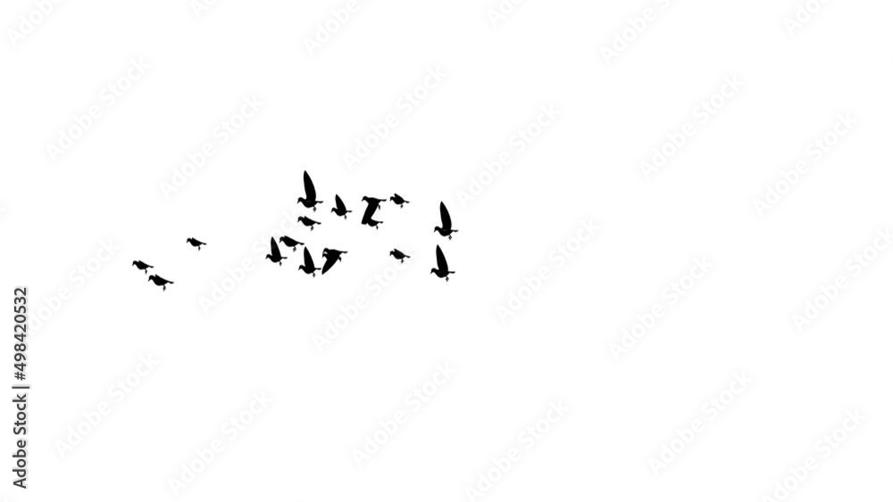 Panoramic view from flying birds Travel in the wild in the air Loop Bckgrounds. Sunrise, tranquil spring or autumn nature background, natural spring or summer weather, ecology of peace and hope