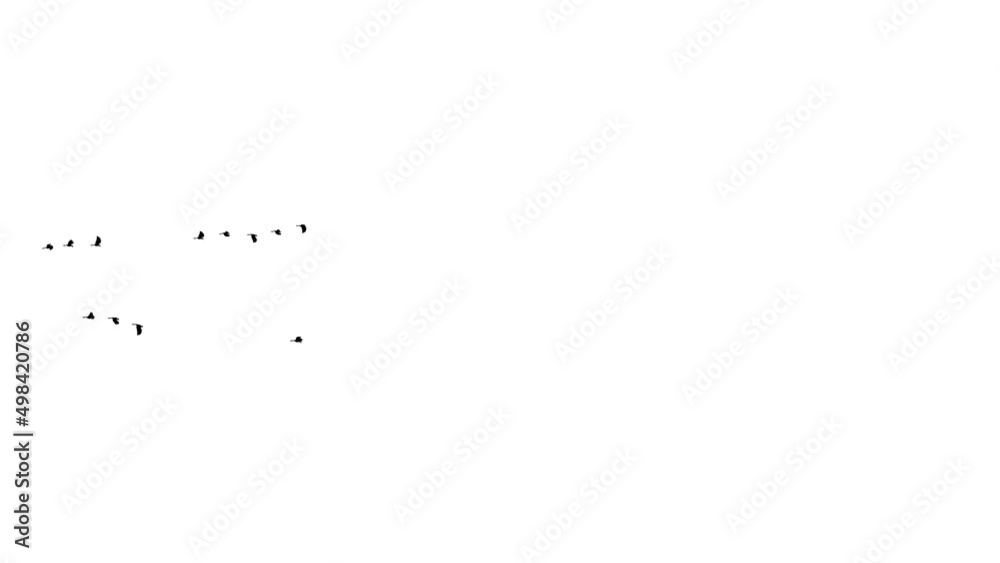 Flock of birds in flight outdoor. Flock of waterfowl in flight Loop Background. Waterfowl flying. Migratory birds with feathers in autumn season. Wild birds on nature. Birds in flight in summer.
