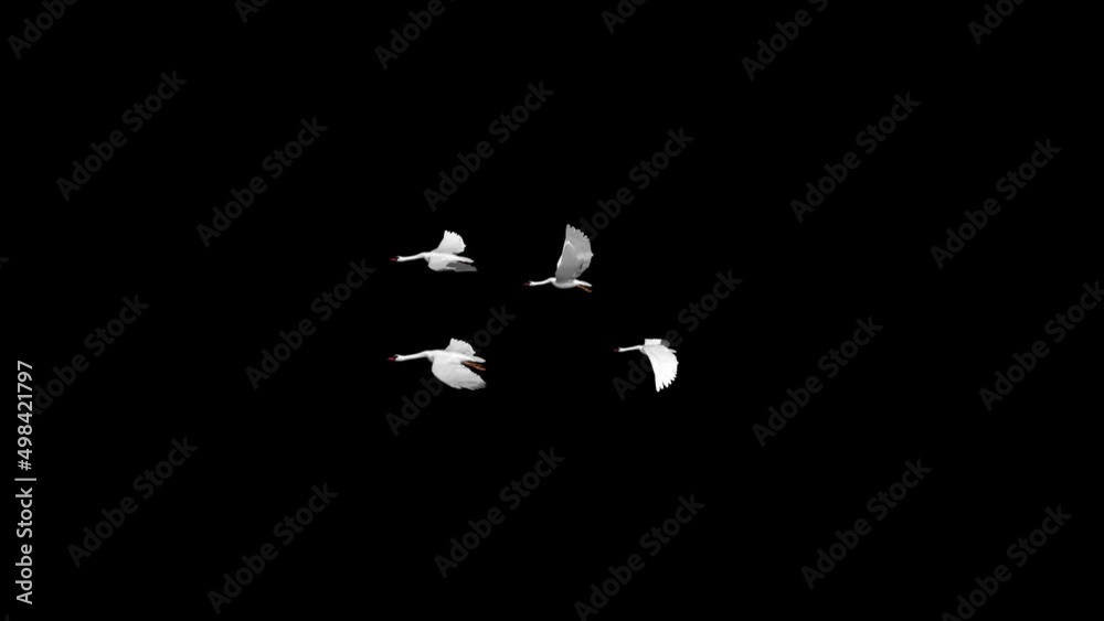 Background of big Flock of swans, cranes Birds in flight. A silhouettes of cranes in flight. Slow motion shot of swans flying over blue sky. A flock of wild geese flying in the sky.natural scene
