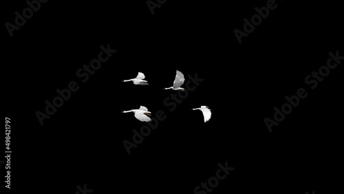 Background of big Flock of swans, cranes Birds in flight. A silhouettes of cranes in flight. Slow motion shot of swans flying over blue sky. A flock of wild geese flying in the sky.natural scene