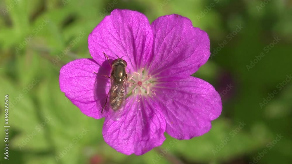 A syrphid fly or hoverfly Meliscaeva auricollis pollenating Geranium flower. A syrphid fly or hoverfly Meliscaeva auricollis pollenating Geranium flower.