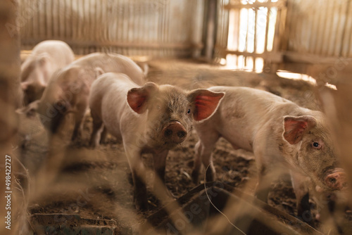 Young piglets seen through chainlink fence in pen at organic farm