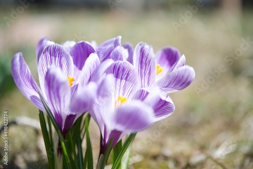 spring crocus flowers © 一臣 圓谷