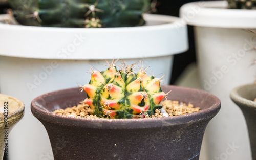 Cactus in pot on wooden table