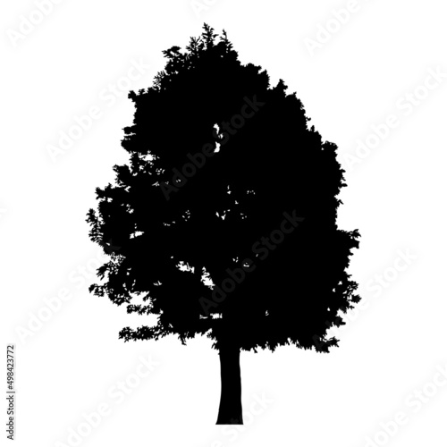 Silhouette of tree