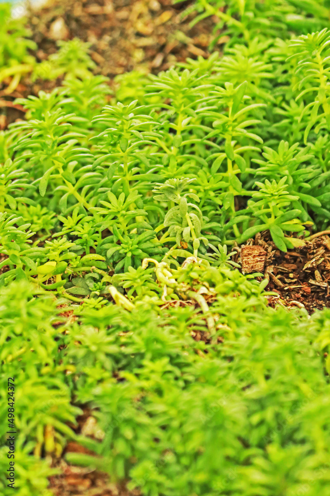 The Kalanchoe in the garden The Kalanchoe in the garden
