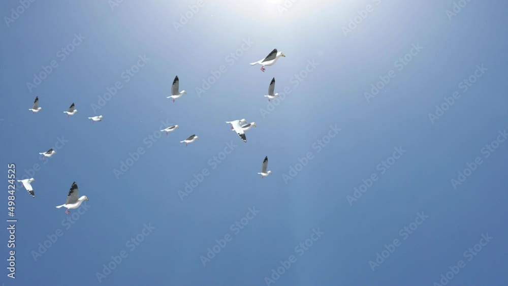 A Big flock of birds flying in the sky against a backdrop of clouds Background. A flock of pigeons flying freely, spreading white wings. Concept of peace and freedom. Releasing Pigeons. A Big flock of birds flying in the sky against a backdrop of clouds Background. A flock of pigeons flying freely, spreading white wings. Concept of peace and freedom. Releasing Pigeons.