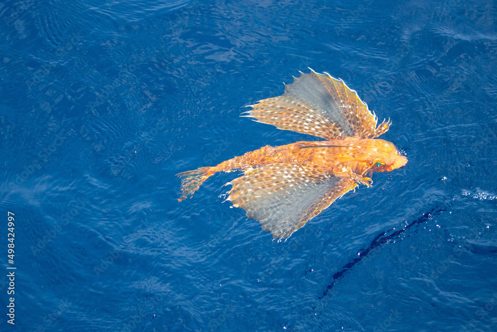 live Sea Robin the creature in the ocean. Stock Photo Adobe Stock