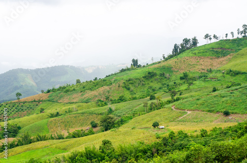 Landscape green mountains forest with rain fog at Doi Chang, Chiang Rai Thailand
