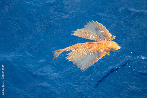 live Sea Robin the creature in the ocean.