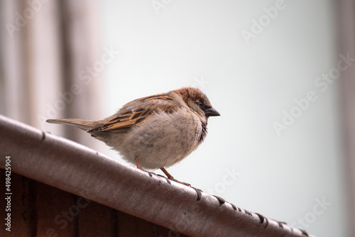 portrait of a sparrow