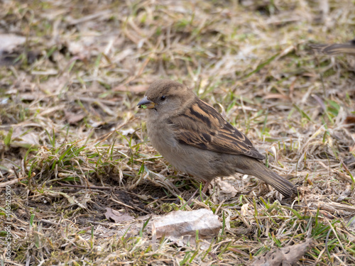 Sparrow eats grass © Maslov Dmitry