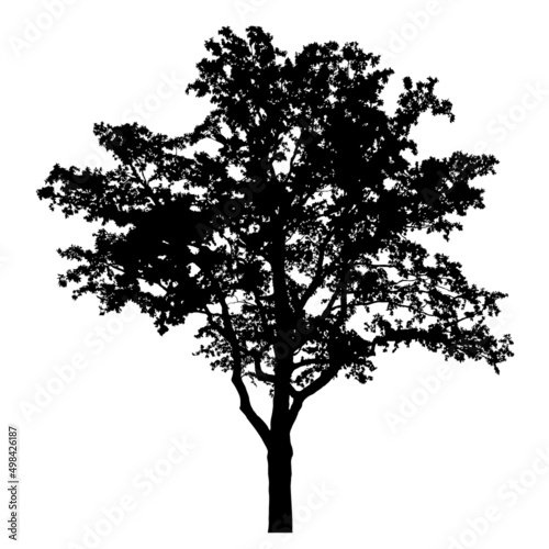 Fototapeta Silhouette of tree
