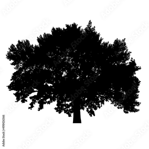 Silhouette of tree