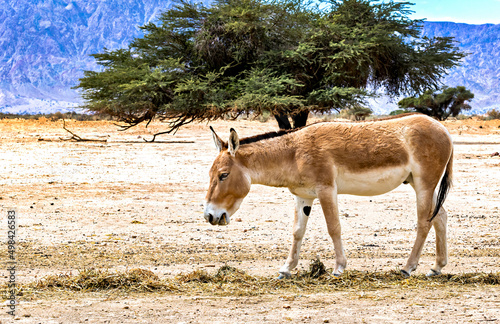 Onager is semi-domesticated donkey inhabits nature reserve parks in the Middl...