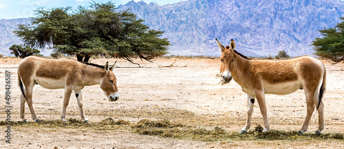 Onager is semi-domesticated donkey inhabits nature reserve parks in the Middl...