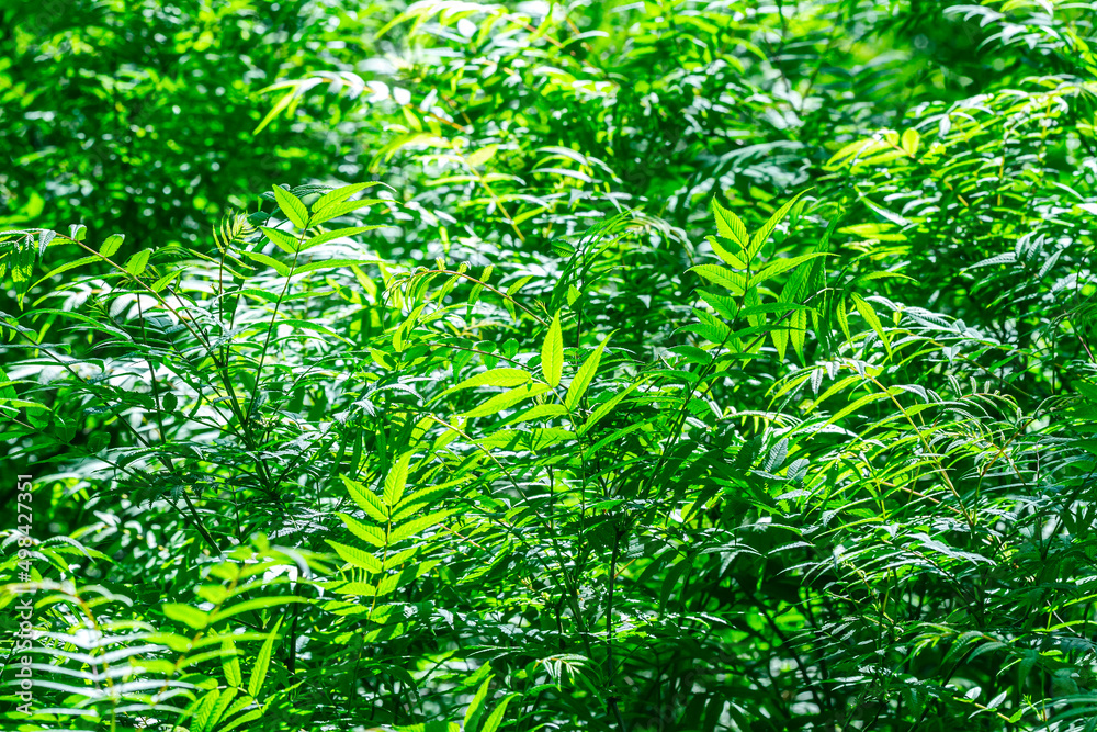 green leaves background. vibrant vegetation in early spring.