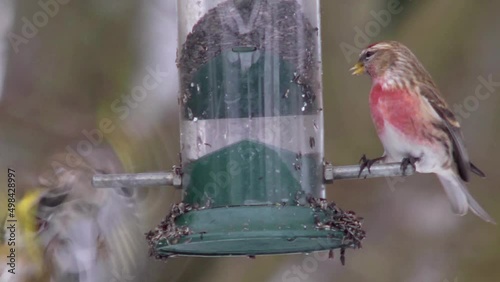 A linnet being chased away from a bird feeder by goldfinches. photo