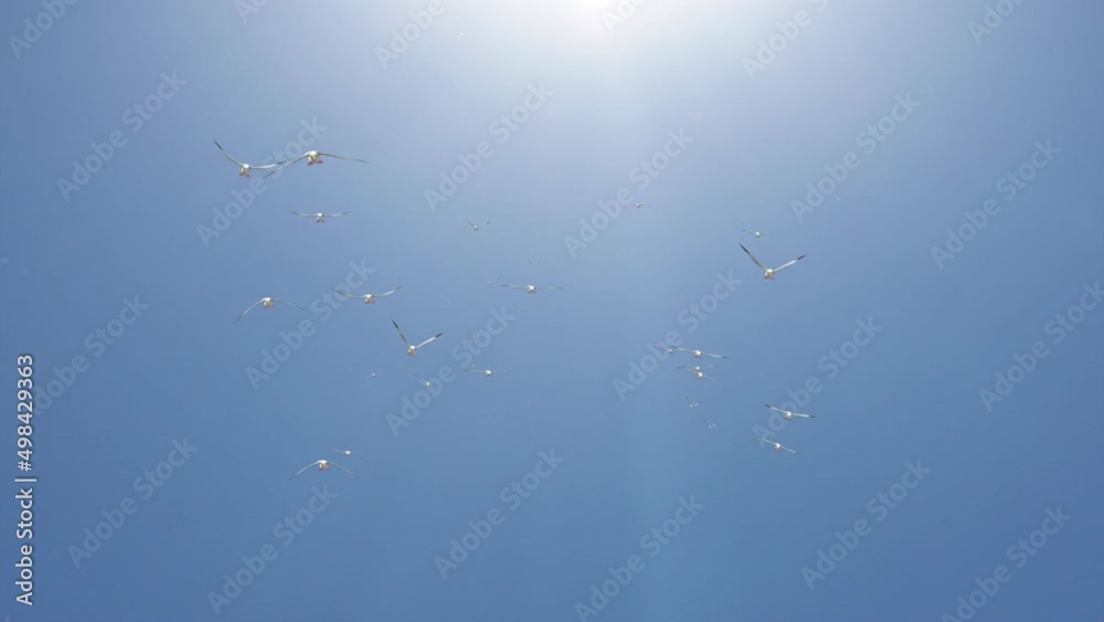 flock of birds flying in the sky backdrop of clouds Background Animation. Nature sky landscape with birds. Flock gulls Birds fly in the morning . Wide Angle Beautiful Natural background Wallpaper flock of birds flying in the sky backdrop of clouds Background Animation. Nature sky landscape with birds. Flock gulls Birds fly in the morning . Wide Angle Beautiful Natural background Wallpaper