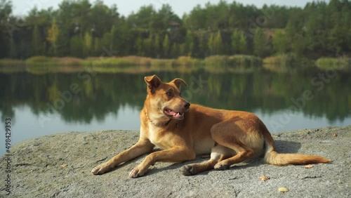 Beautiful red yellow cur dog with golden chainlet collar