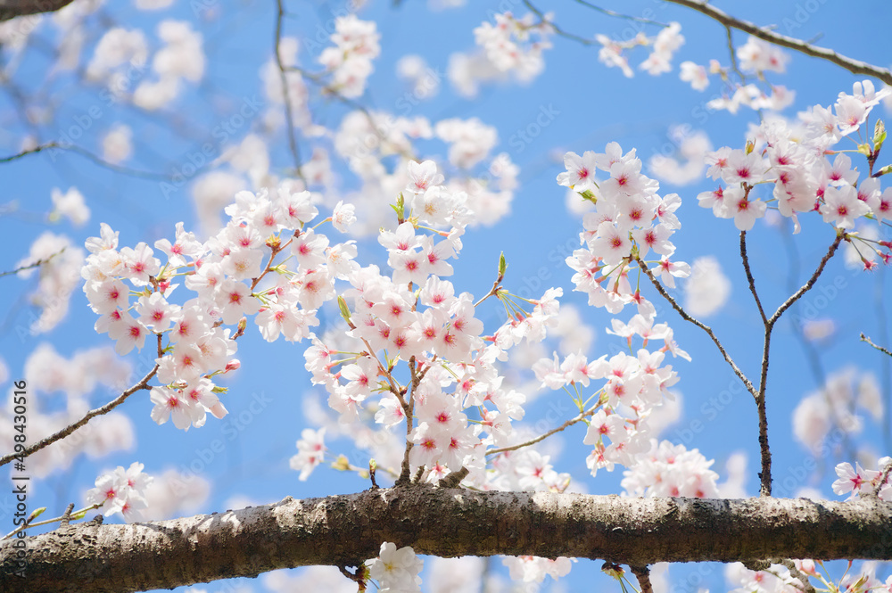 小枝に咲く満開の桜	