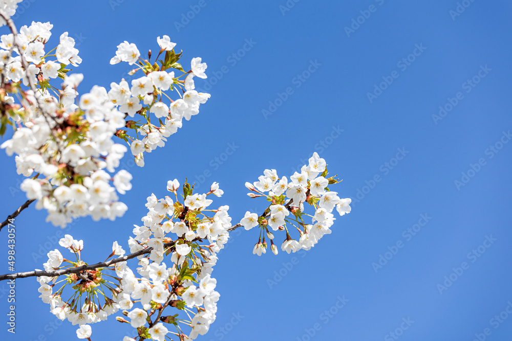 Cherry blossoms in the park in spring