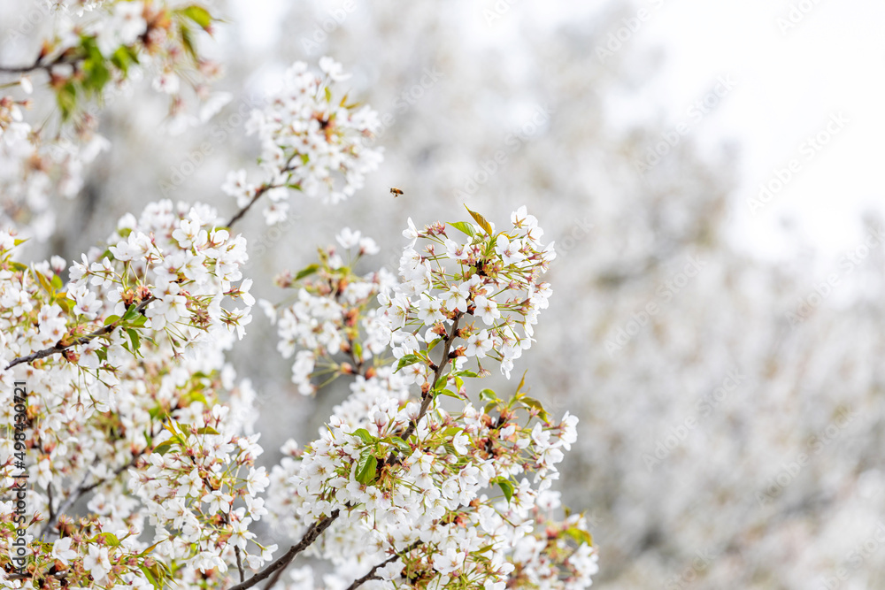 Cherry blossoms in the park in spring Cherry blossoms in the park in spring