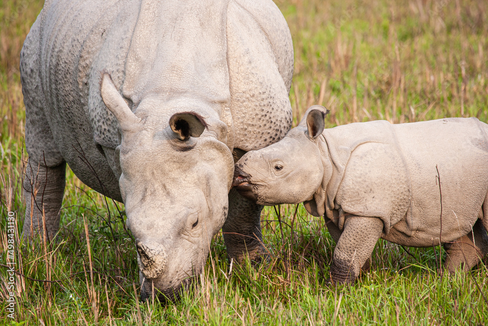 Greater one-horned Rhinoceros mom and her calf graze on the grasslands ...