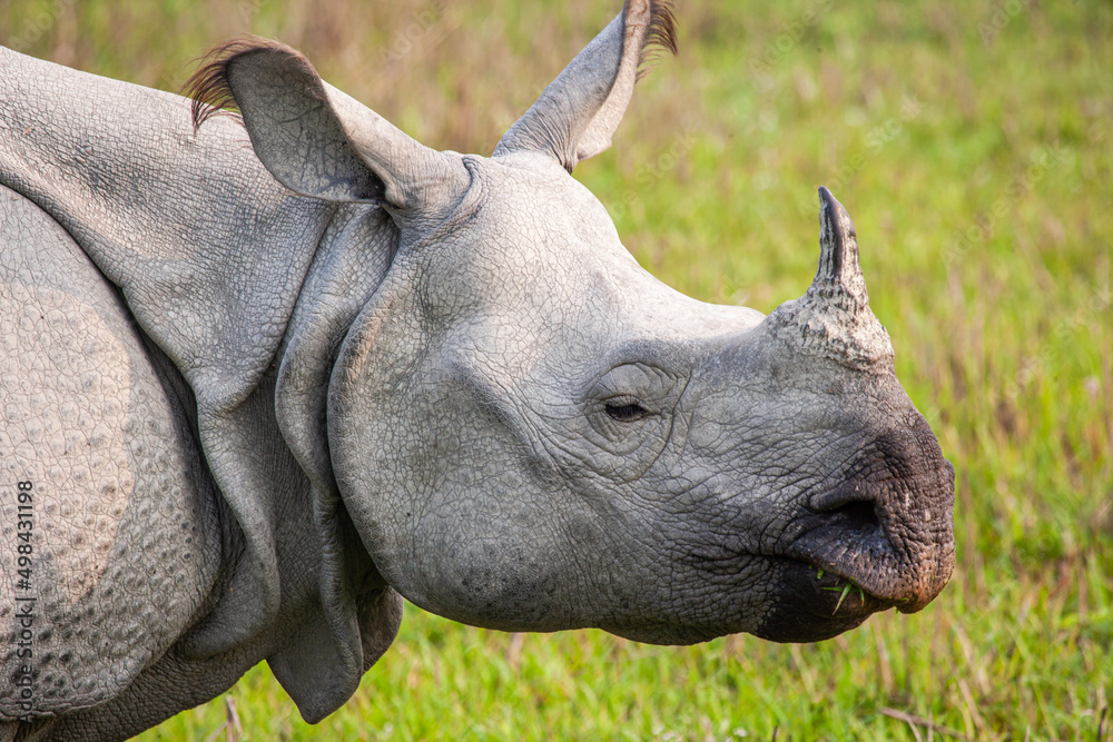 Greater onehorned Rhino in the open plains of Kaziranga National Park