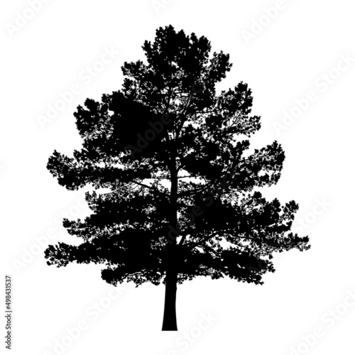 Silhouette of tree