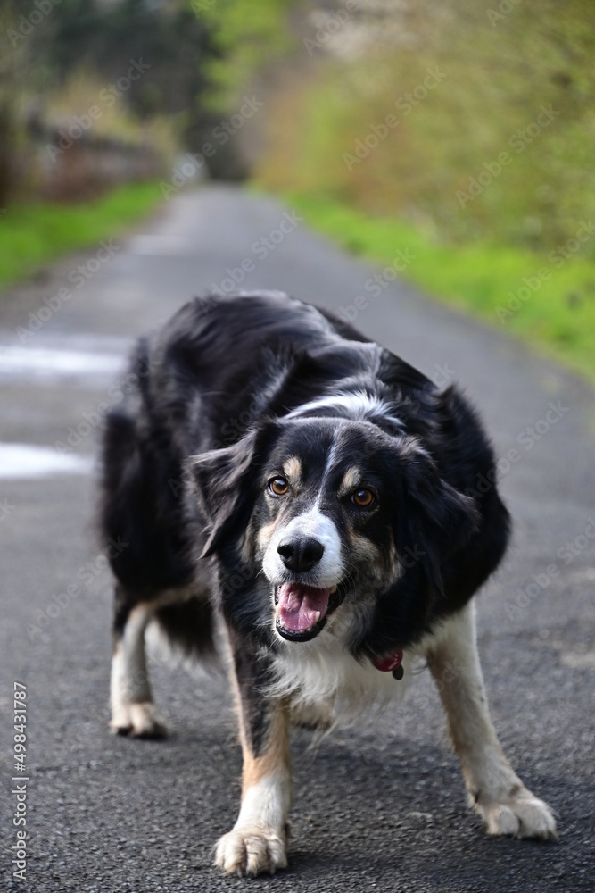 Border Collie fängt Stöckchen