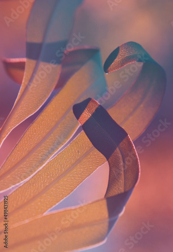 Tropical highly detailed macro soft focus ikebana inspired concept minimal plant stems and leaves in the sunlight.