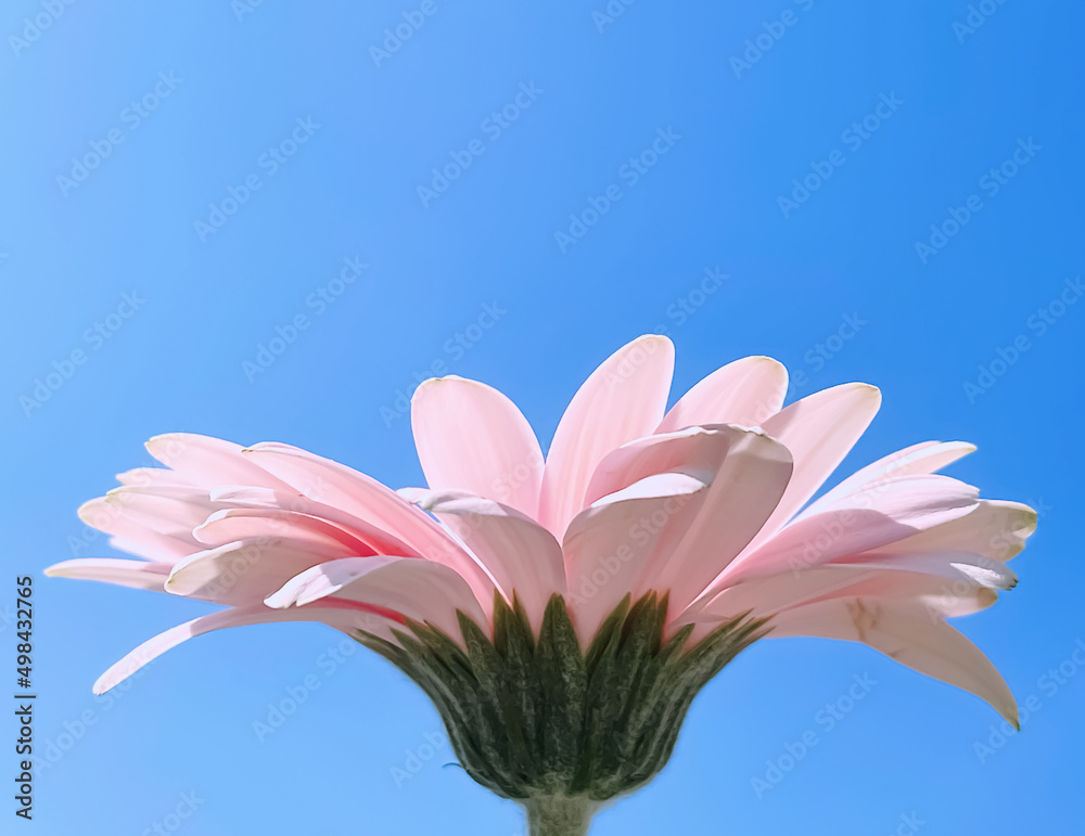 Petals of pink gerbera daisy flower and blue sunny sky, spring nature foto  de Stock | Adobe Stock