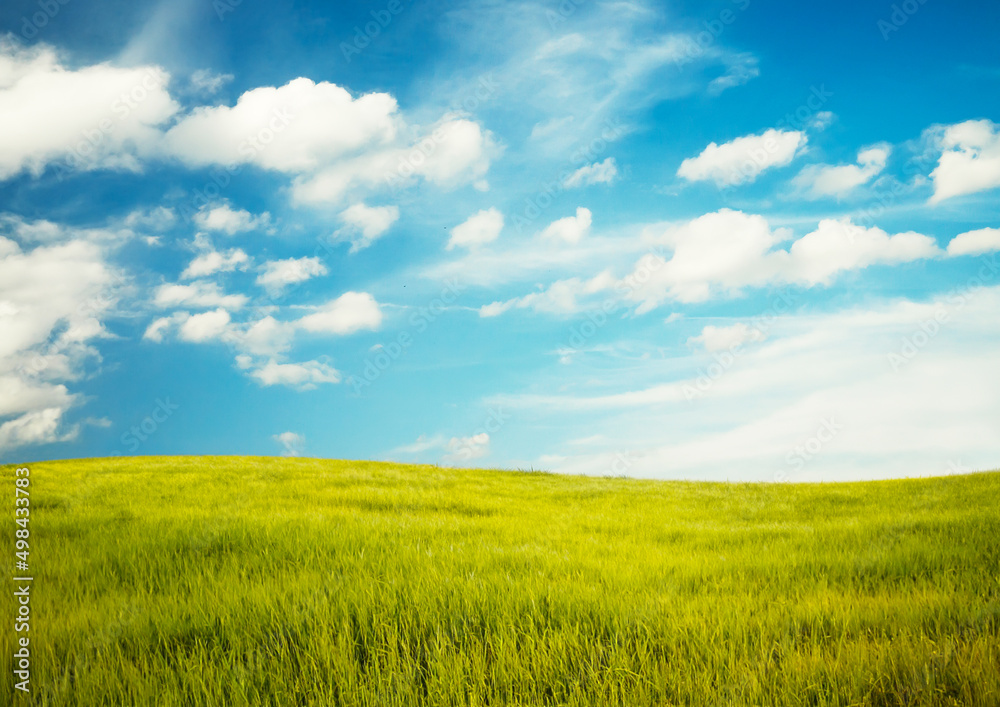 beautiful summer fields