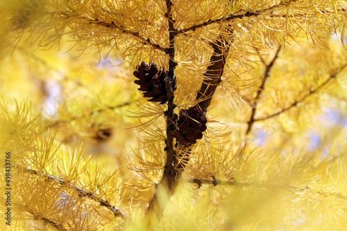 Golden autumn foliage, scenic larch trees with orange and yellow needles and cones in the sunny forest.