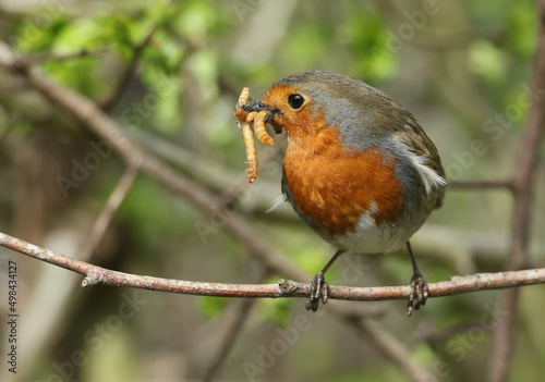 A Robin  Erithacus rubecula  perching on a branch of a tree with a beak full of insects. 