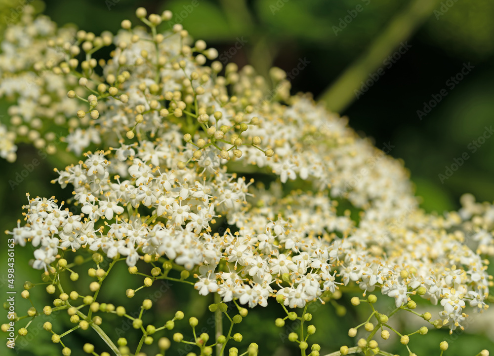 Blühender Holunder, Sambucus nigra, im Frühling Blühender Holunder, Sambucus nigra, im Frühling