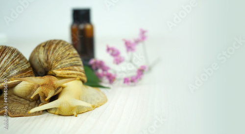 Fototapeta Naklejka Na Ścianę i Meble -  A snail on jar of cream. Beauty concept, skin care, Achatin mucus and collagen.
