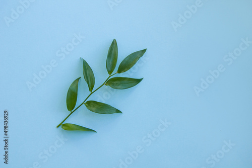 Branch with green leaves on a blue background.