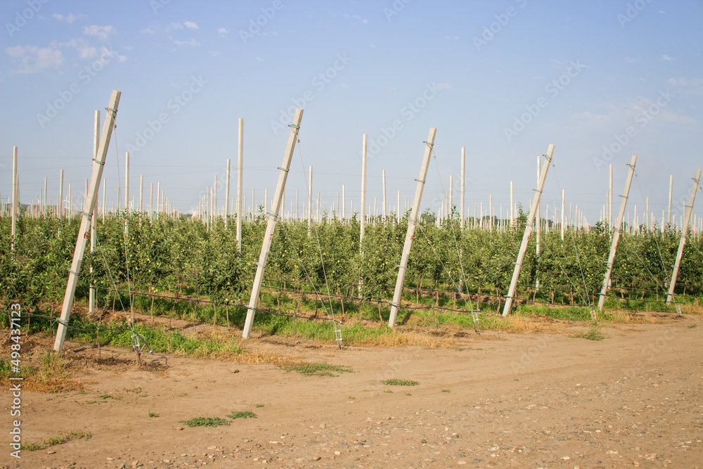 Fototapeta premium Apple farm. Rows of trees grow in the orchard. Agribusiness