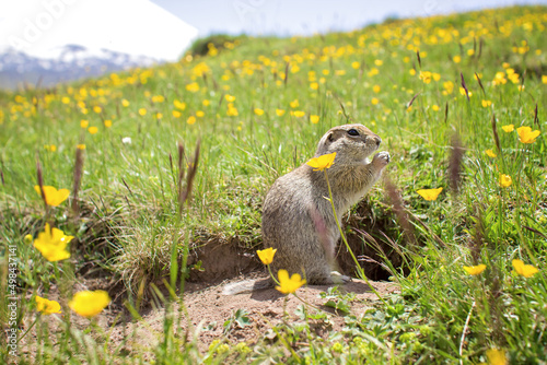 Tableau sur toile Meadow gopher eating bread in the Elbrus region, Dzhily Su