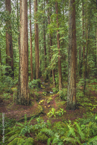 Redwoods